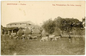 Troupeau de vaches de la ferme de Frachon