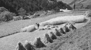 Gerbes de blé