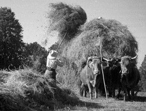 Chargement et transport du foin