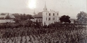 La vigne à la ferme de Frachon