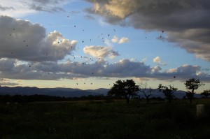 Montgolfières dans le ciel de Quintenas